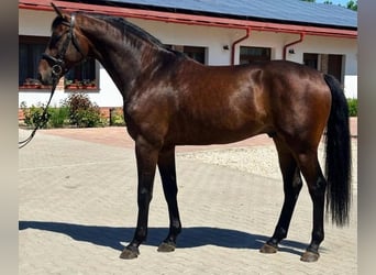 KWPN, Castrone, 3 Anni, 168 cm, Baio scuro