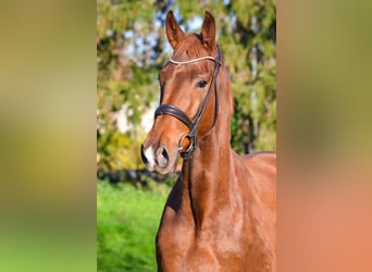 KWPN, Castrone, 3 Anni, 168 cm, Sauro scuro