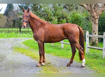 KWPN, Castrone, 3 Anni, 168 cm, Sauro scuro