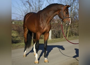 KWPN, Castrone, 3 Anni, 169 cm, Baio ciliegia