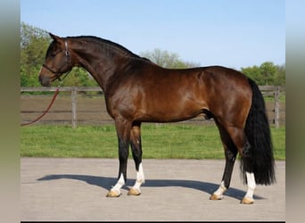 KWPN, Castrone, 3 Anni, 169 cm, Baio ciliegia