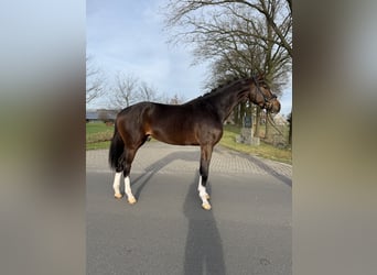 KWPN, Castrone, 3 Anni, 169 cm, Baio scuro