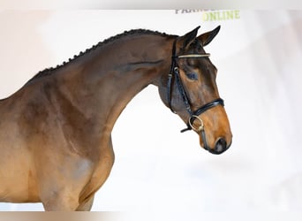 KWPN, Castrone, 3 Anni, 169 cm, Baio scuro