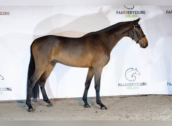 KWPN, Castrone, 3 Anni, 169 cm, Baio scuro