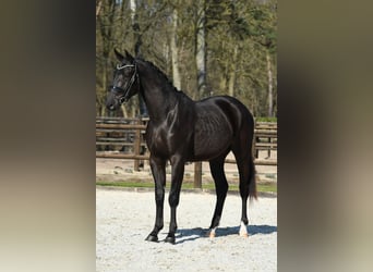 KWPN, Castrone, 3 Anni, 169 cm, Morello