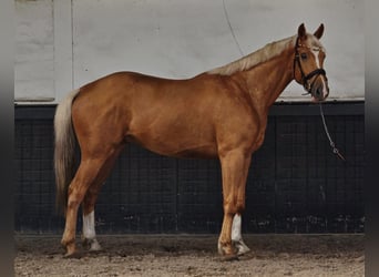 KWPN, Castrone, 3 Anni, 169 cm, Palomino
