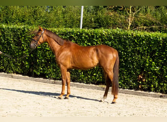 KWPN, Castrone, 3 Anni, 169 cm, Sauro