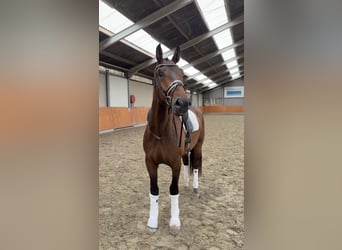 KWPN, Castrone, 3 Anni, 170 cm, Baio