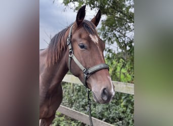 KWPN, Castrone, 3 Anni, 170 cm, Baio scuro