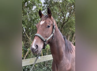 KWPN, Castrone, 3 Anni, 170 cm, Baio scuro