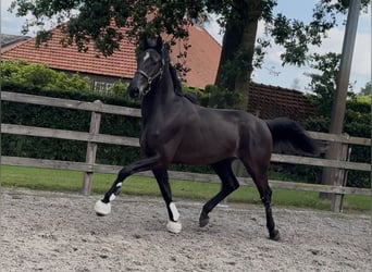 KWPN, Castrone, 3 Anni, 170 cm, Morello