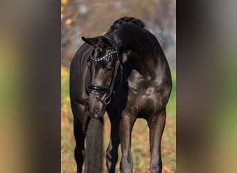 KWPN, Castrone, 3 Anni, 170 cm, Morello