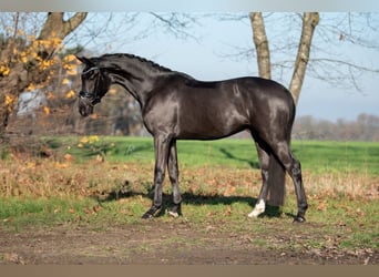 KWPN, Castrone, 3 Anni, 170 cm, Morello