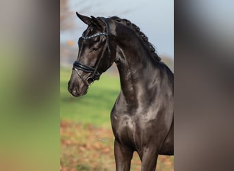 KWPN, Castrone, 3 Anni, 170 cm, Morello