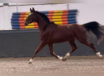 KWPN, Castrone, 3 Anni, 170 cm, Sauro