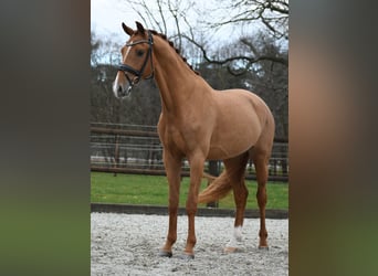 KWPN, Castrone, 3 Anni, 171 cm, Sauro