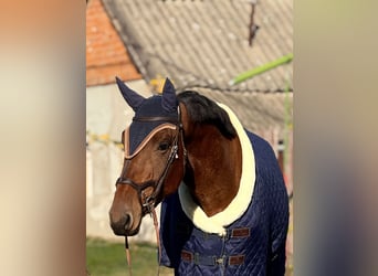 KWPN, Castrone, 3 Anni, 172 cm, Baio