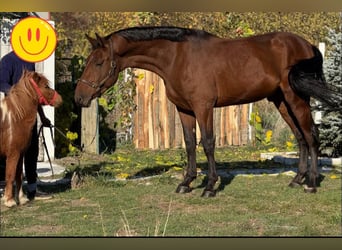 KWPN, Castrone, 3 Anni, 172 cm, Baio