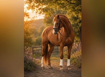 KWPN, Castrone, 3 Anni, 172 cm, Sauro