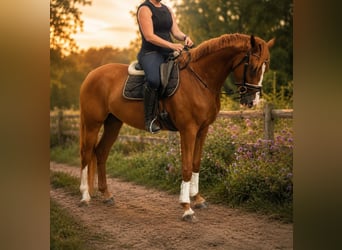KWPN, Castrone, 3 Anni, 172 cm, Sauro