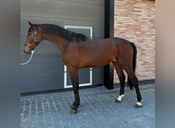 KWPN, Castrone, 3 Anni, 176 cm, Baio