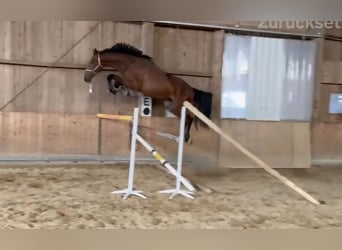 KWPN, Castrone, 3 Anni, 176 cm, Baio