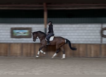 KWPN, Castrone, 3 Anni, 177 cm, Baio