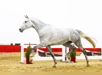 KWPN, Castrone, 3 Anni, 177 cm, Grigio