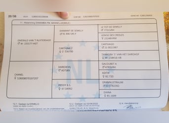 KWPN, Castrone, 3 Anni