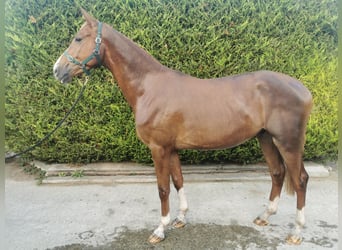 KWPN, Castrone, 3 Anni, Sauro