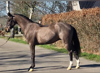 KWPN, Castrone, 4 Anni, 160 cm, Morello