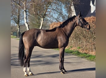 KWPN, Castrone, 4 Anni, 160 cm, Morello