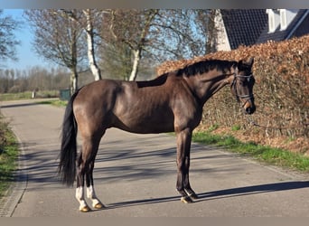 KWPN, Castrone, 4 Anni, 160 cm, Morello