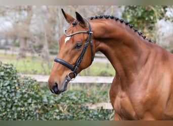 KWPN, Castrone, 4 Anni, 161 cm