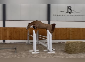 KWPN, Castrone, 4 Anni, 161 cm, Sauro