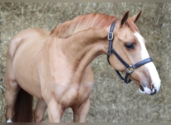 KWPN, Castrone, 4 Anni, 161 cm, Sauro