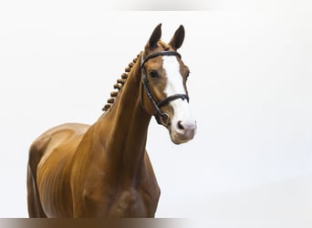 KWPN, Castrone, 4 Anni, 163 cm