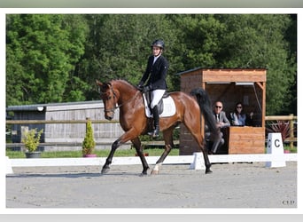 KWPN, Castrone, 4 Anni, 164 cm, Baio