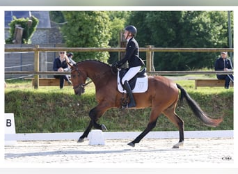 KWPN, Castrone, 4 Anni, 164 cm, Baio