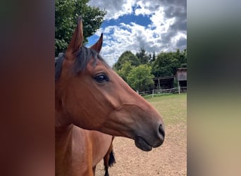 KWPN, Castrone, 4 Anni, 164 cm, Baio