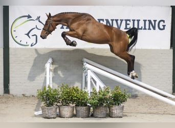 KWPN, Castrone, 4 Anni, 164 cm, Baio