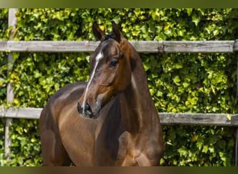KWPN, Castrone, 4 Anni, 164 cm, Baio scuro