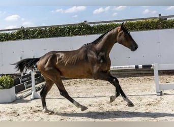 KWPN, Castrone, 4 Anni, 164 cm, Baio scuro