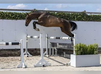 KWPN, Castrone, 4 Anni, 164 cm, Baio scuro