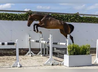 KWPN, Castrone, 4 Anni, 164 cm, Baio scuro