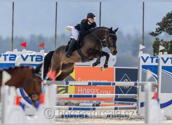 KWPN, Castrone, 4 Anni, 164 cm, Pelle di daino