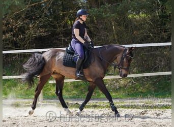 KWPN, Castrone, 4 Anni, 164 cm, Pelle di daino