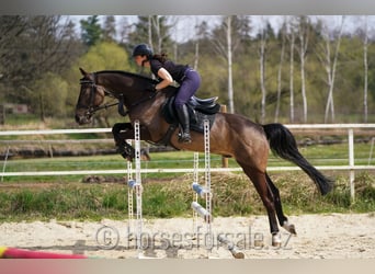 KWPN, Castrone, 4 Anni, 164 cm, Pelle di daino