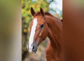 KWPN, Castrone, 4 Anni, 164 cm, Sauro
