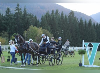 KWPN, Castrone, 4 Anni, 165 cm, Baio